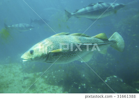 Atlanterhavsparken - Alesund Aquarium 31661388