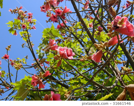 Griffith · pink, flowering 31661546