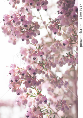 Erika Erika 31661547