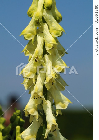 Aconitum lycoctonum in blossom 31661580