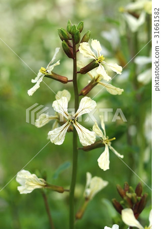 Eruca sativa in blossom 31661582
