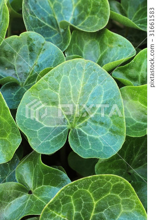 Healing Asarum europaeum 31661583