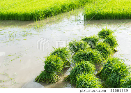 young rice prepare for transplanting 31661589