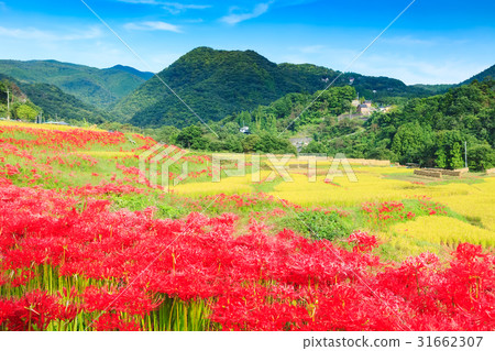 Higanofa flowering Autumn Terasaka Rice terrace 31662307