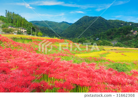 Higanofa開花秋天Terasaka米大陽台 31662308