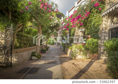 Beautiful alley full of trees and flowers on Capri 31662397