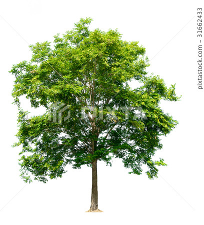 tree of Isolated on white background tree of Isolated on white background 31662433