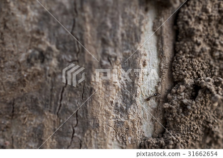 ant wildlife on wood texture . ant wildlife on wood texture . 31662654
