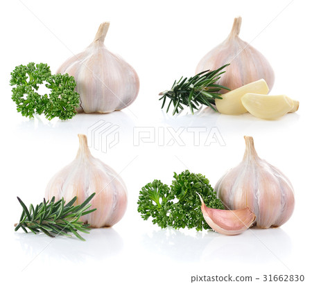 Garlic and Parsley ,rosemary isolated on a white Garlic and Parsley ,rosemary isolated on a white 31662830