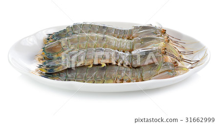 mantis shrimp on a white background 31662999