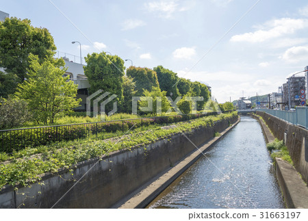 灌溉渠的雙地域水（神奈川縣川崎市） 31663197