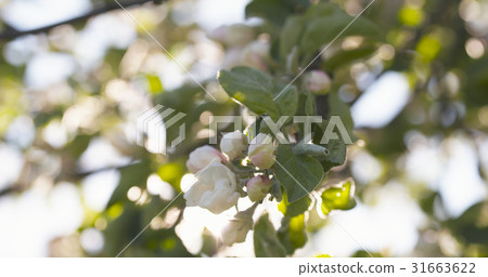 closeup of white and pink flowers on apple tree in closeup of white and pink flowers on apple tree in 31663622