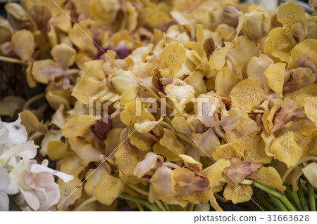close up yellow orchid close up yellow orchid 31663628