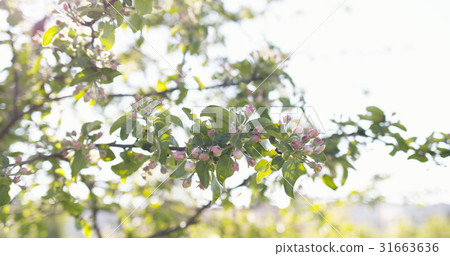 closeup of white and pink flowers on apple tree in closeup of white and pink flowers on apple tree in 31663636