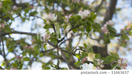 closeup of white and pink flowers on apple tree in closeup of white and pink flowers on apple tree in 31663637