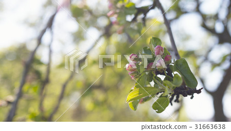 closeup of white and pink flowers on apple tree in 31663638
