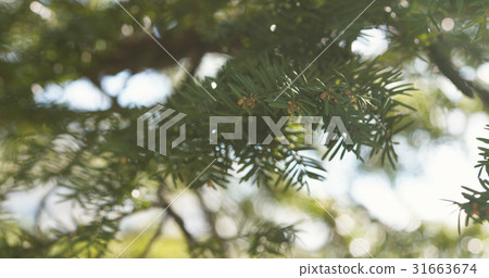 young yew in spring bloom young yew in spring bloom 31663674