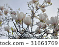 Spring Magnolia Flowers and Blue Sky 31663769