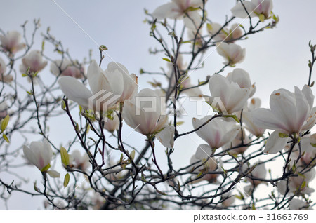 Spring Magnolia Flowers and Blue Sky Spring Magnolia Flowers and Blue Sky 31663769