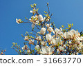 Spring Magnolia Flowers and Blue Sky 31663770