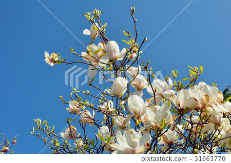 Spring Magnolia Flowers and Blue Sky Spring Magnolia Flowers and Blue Sky 31663770