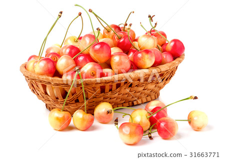 yellow cherries in a wicker basket isolated on yellow cherries in a wicker basket isolated on 31663771
