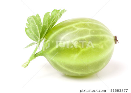fresh gooseberries with leaf isolated on white 31663877