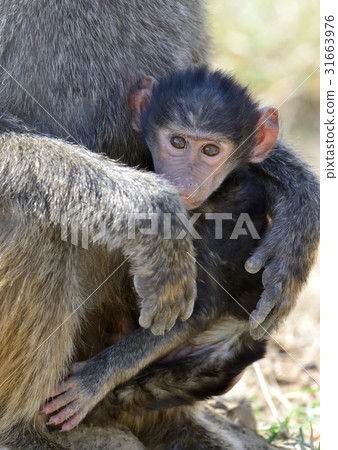 Baboon in National park of Kenya 31663976