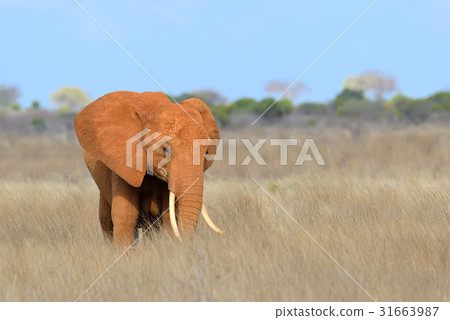 Elephant in National park of Kenya Elephant in National park of Kenya 31663987