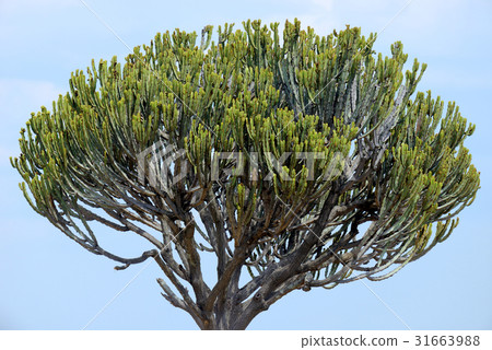 African cactus tree 31663988