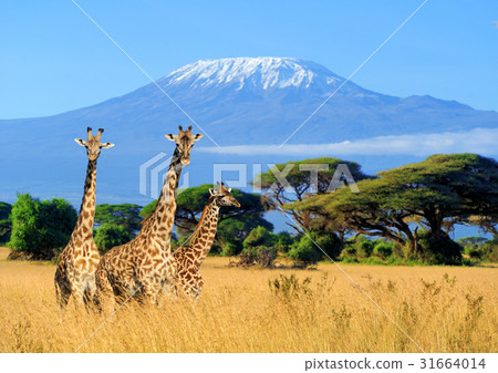 Three giraffe in National park of Kenya 31664014