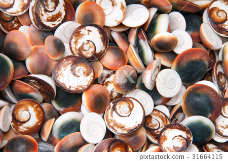 seashells as a background on the counter market 31664115