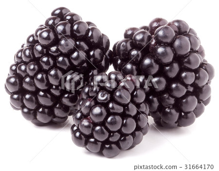three blackberry isolated on a white background 31664170