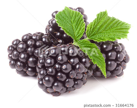 pile of blackberry with leaves isolated on white pile of blackberry with leaves isolated on white 31664176