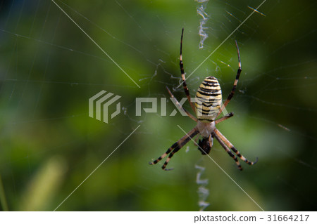Wasp spider Argiope bruennichi on a web green Wasp spider Argiope bruennichi on a web green 31664217