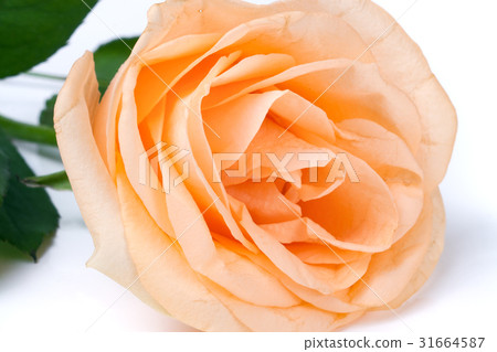 Peach rose with leaves isolated on white 31664587