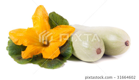 two zucchini with flower and leaf isolated on 31664602