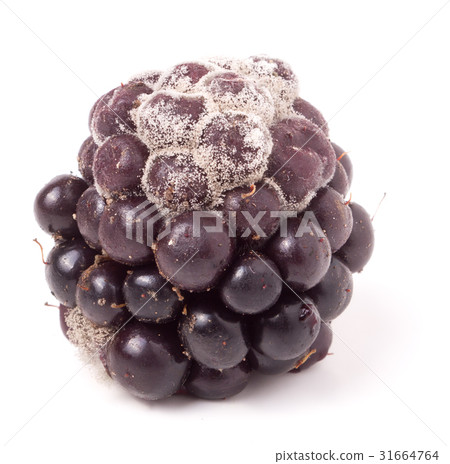 Blackberry tainted with mold isolated on white 31664764