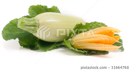 zucchini with flower and leaf isolated on white zucchini with flower and leaf isolated on white 31664768