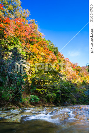 秋葉秋葉 秋葉秋葉 31664799