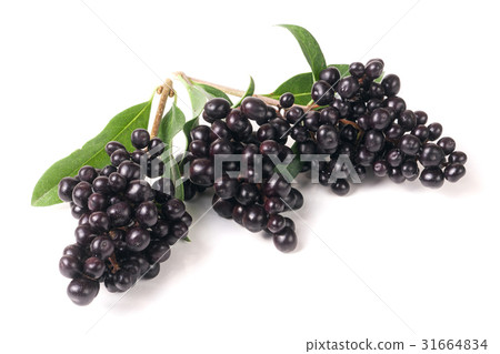 branch of Wild privet or Ligustrum vulgare 31664834