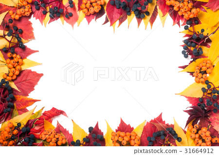 Frame of autumn leaves with rowan berries and wild Frame of autumn leaves with rowan berries and wild 31664912