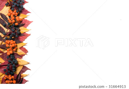 Frame of autumn leaves with rowan berries and wild Frame of autumn leaves with rowan berries and wild 31664913