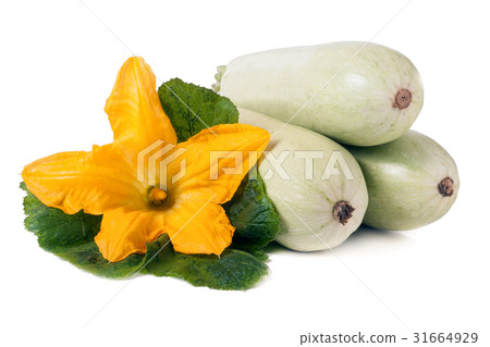 three zucchini with flower and leaf isolated on three zucchini with flower and leaf isolated on 31664929
