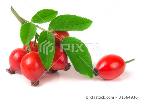 branch rosehip with leaves isolated on white branch rosehip with leaves isolated on white 31664930