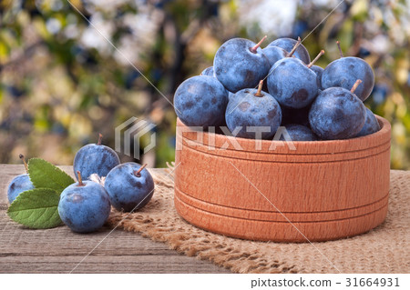 blackthorn berries in a wooden bowl on table with 31664931