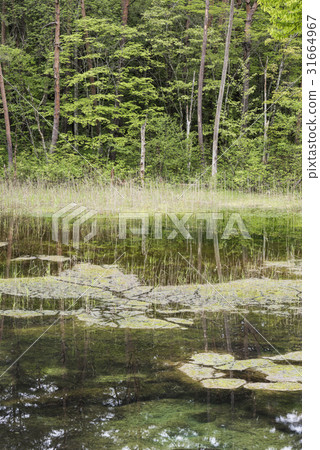 Fresh green Bandai mountain water moss swamp 31664967