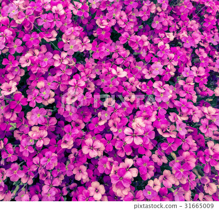 pink flowers pattern 31665009