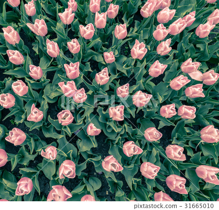 tulips flowers pattern tulips flowers pattern 31665010