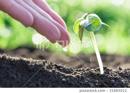 green plant growth green plant growth 31665012